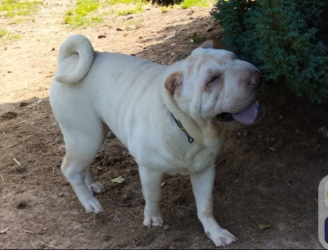 Tsu kee de l empire de tai linn De L'empire De Taï Lïnn