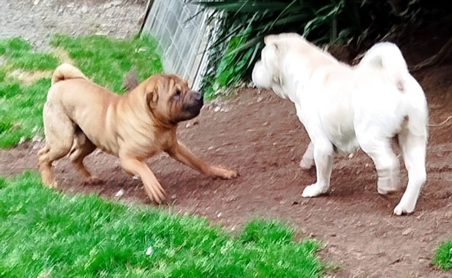 Viper  Des Rêves De Yamaja