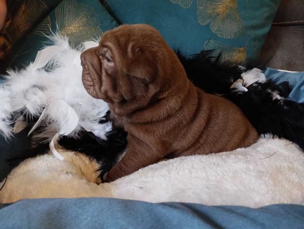 De L'empire De Taï Lïnn - Shar Pei - Portée née le 23/08/2023