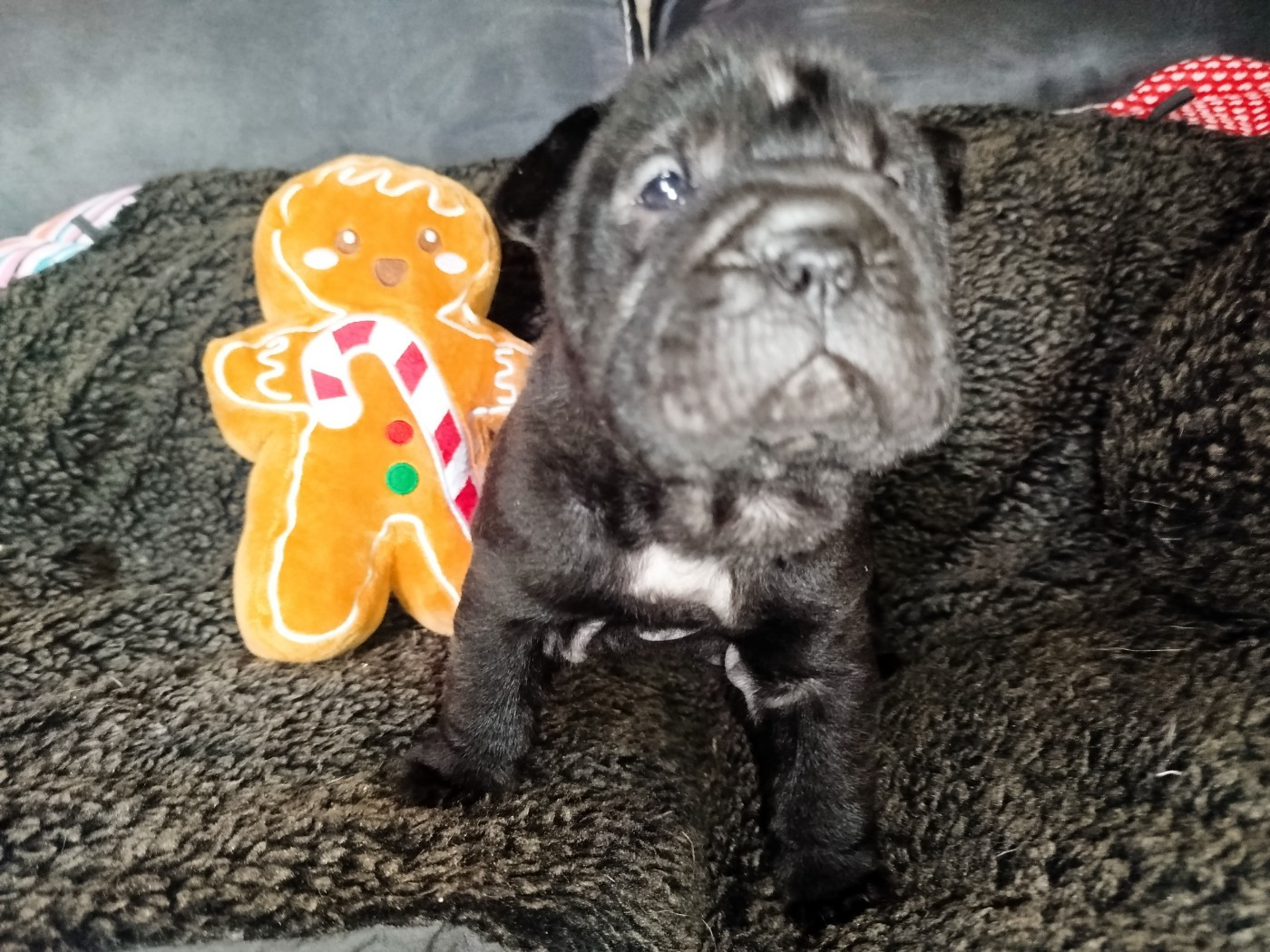 De L'empire De Taï Lïnn - Chiots disponibles - Shar Pei