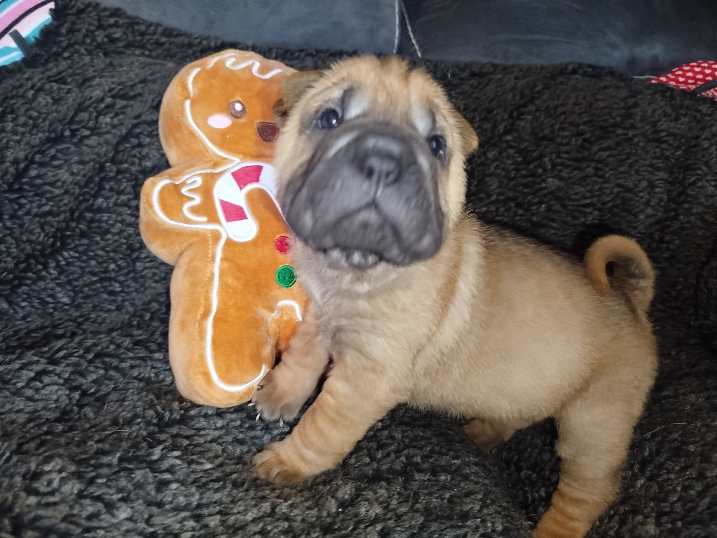 De L'empire De Taï Lïnn - Chiots disponibles - Shar Pei