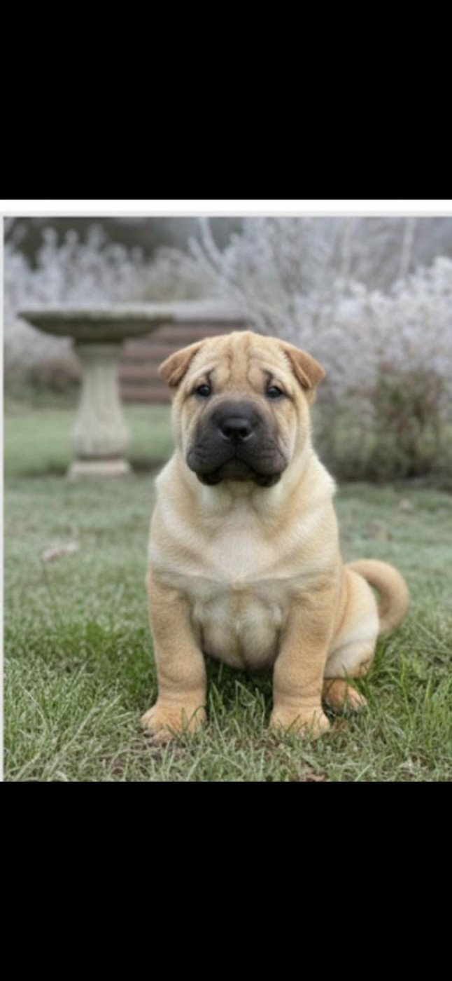 De L'empire De Taï Lïnn - Chiots disponibles - Shar Pei
