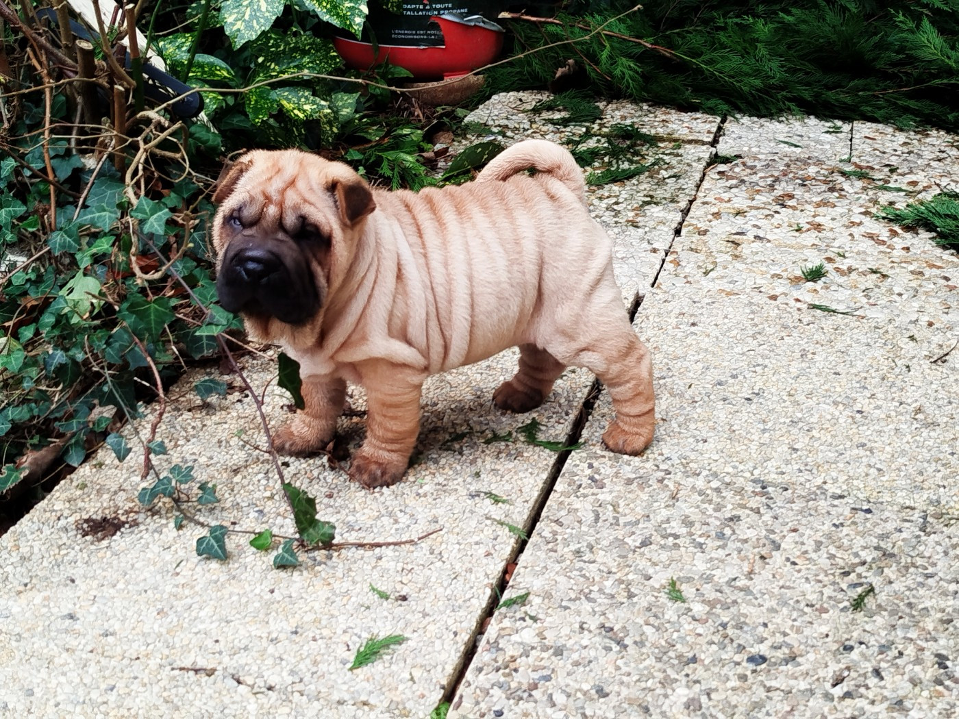 De L'empire De Taï Lïnn - Chiots disponibles - Shar Pei