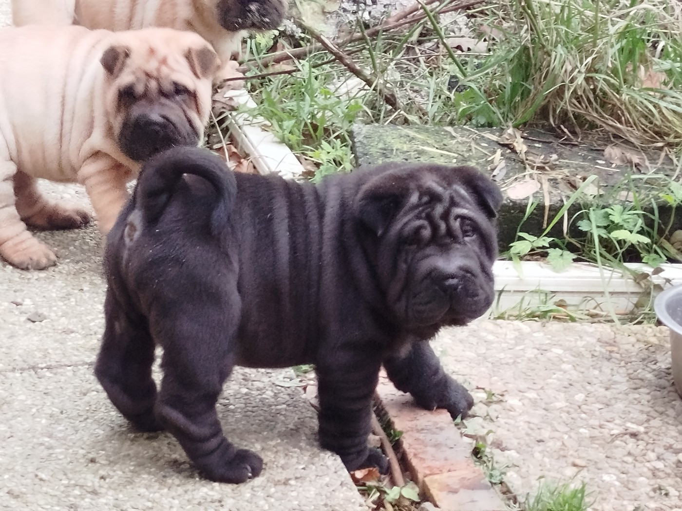 De L'empire De Taï Lïnn - Chiots disponibles - Shar Pei
