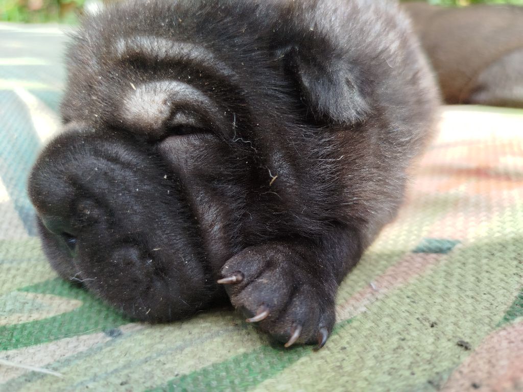 De L'empire De Taï Lïnn - Chiots disponibles - Shar Pei